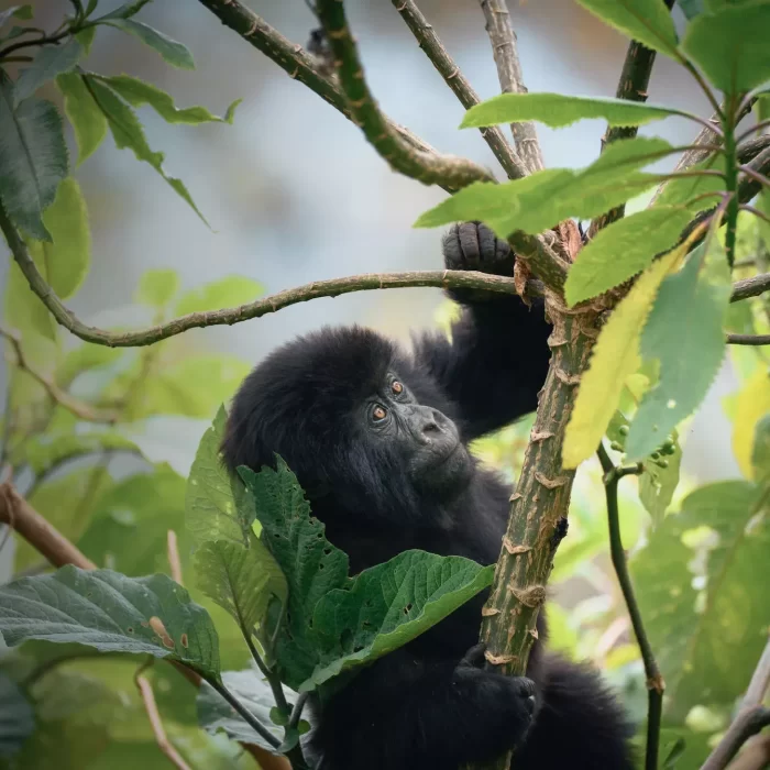 Safaris & Expeditions - Gorilla Tree